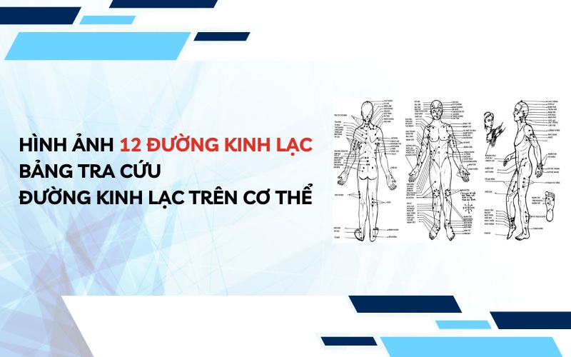 Hình Ảnh 12 Đường Kinh Lạc – Bảng Tra Cứu Đường Kinh Lạc Trên Cơ Thể